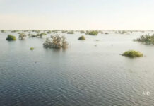 រដ្ឋាភិបាល សម្រេចឲ្យស្តារបរិស្ថានតំបន់បឹងទន្លេសាបឡើងវិញ